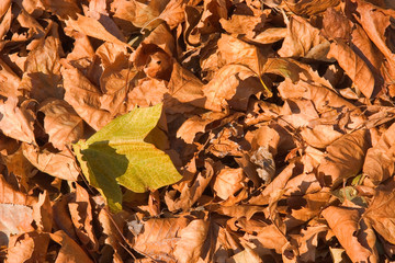 dead leaves