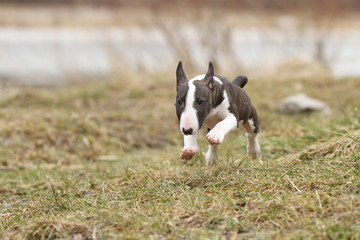 Miniatur Bull Terrier auf der Wiese
