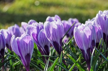 Krokus King of the Striped - Crocus King of the Striped 01