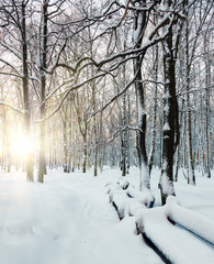 sun's rays, winter dawn in the forest