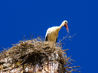 Fototapeta premium Storch blickt aus seinem Storchennest