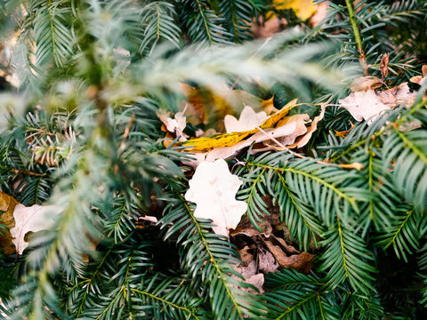 Fototapeta Christmas tree with show and leafs