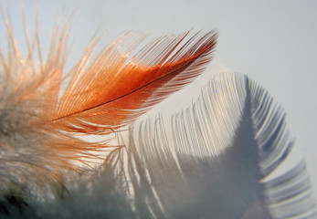 rote Feder - red feather