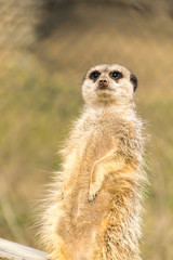 Erdmännchen