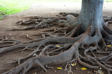 Fototapeta na wymiar Kautschukbaum mit sich ausbreitenden Wurzeln im Park