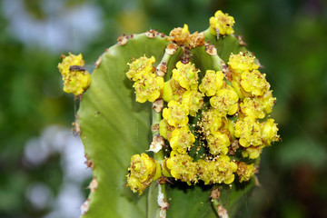 Kanaren-Wolfsmilch (Euphorbia canariensis)