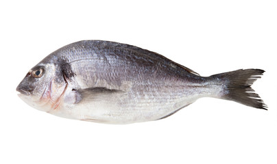 Fresh dorado fish isolated on white