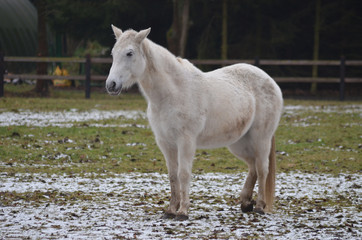 white horse in meadow