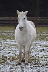 Fototapeta na wymiar white horse in meadow