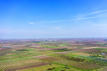 aerial photographs blooming peach trees in an orchard