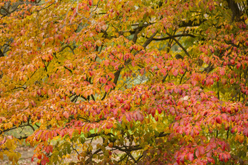 Detail of autumnal tree