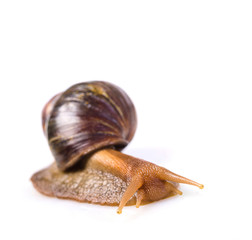 snail on a white background