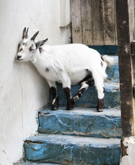 Goat sitting on old steps in greek village.
