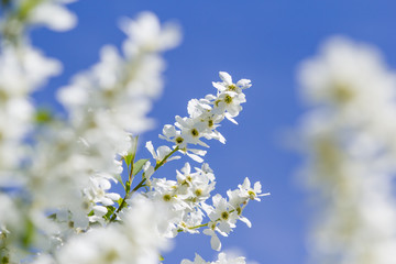 bush blooming white flowers