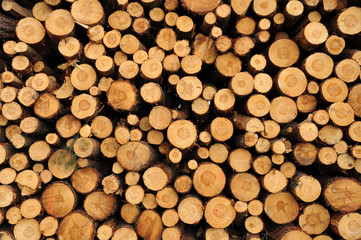 Kiefern, Holzstapel, Waldarbeit, Nachhaltigkeit, Holzwirtschaft