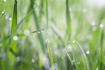 Fototapeta premium Grass covered with dew