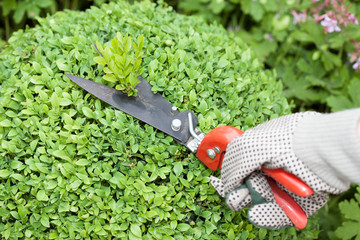 Buchs schneiden (Buxus sempervirens)