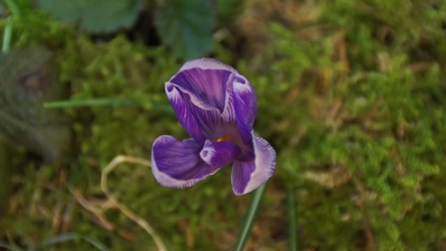 Krokusbl&uuml;te - auf- und zugehend