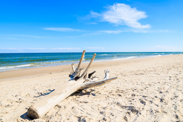 Fototapeta na wymiar Dry tree trunk on Baltic Sea beach in Leba, Poland