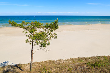 Pine tree on beautiful sandy beach near Leba, Baltic Sea, Poland