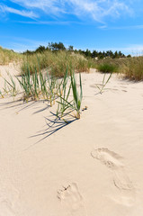 Grass on dune on beautiful Baltic Sea beach near Leba, Poland