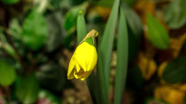 4k time lapse daffodil flourishing