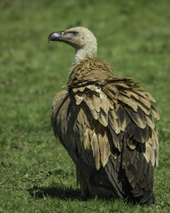 griffon vulture