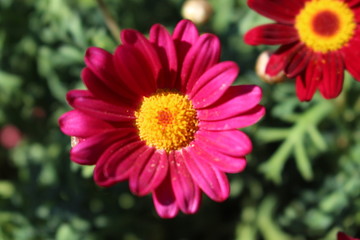 chrysanthemum flower