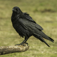 Fototapeta premium Raven, Corvus corax