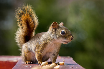 Naklejka na ściany i meble Squirrel and peanut