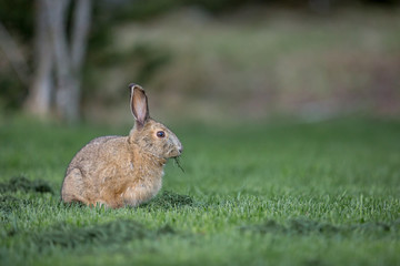 Snowshoe hare in the grass