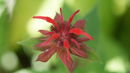 Bee Balm 1