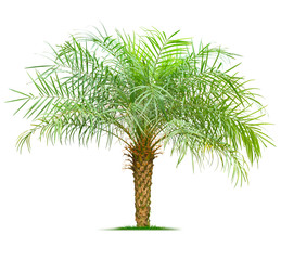 Young palm tree