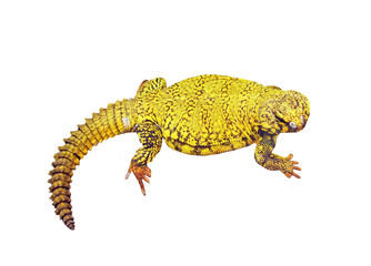 Yellow Bearded Dragon, isolated on white background