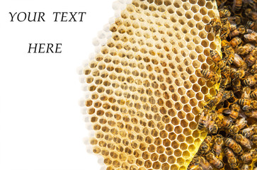 Cutting  Honeycomb and space for Text on white background