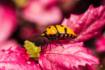 Jewel Bug on pink leaf