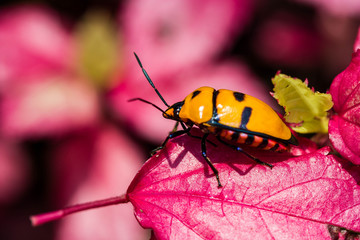 Jewel Bug on pink leaf