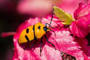Jewel Bug on pink leaf