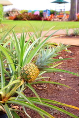 パイナップル畑