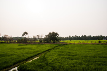 Rice field green grass sky cloud cloudy landscape background