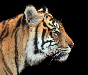 intent tiger