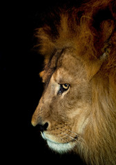 arrogant lion