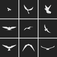 Birds