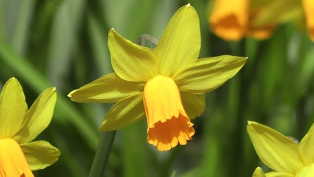 Bright Golden Daffodil Flower Gently Blowing in Spring Breeze