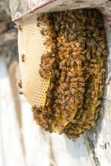 Bee and Honeycomb Community in the City