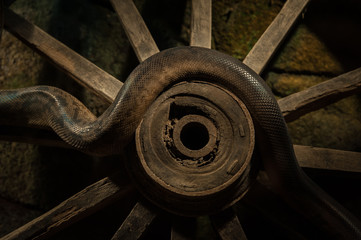 Instigating beast. (Infinity)