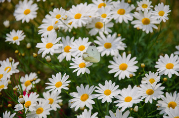 Fototapeta premium Checkered White Butterfly on an flower