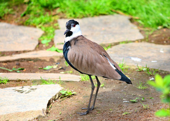 Spur-winged lapwing plover bird  Vanellus spinosus