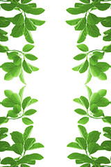 Obraz premium Green leaves frame on white background