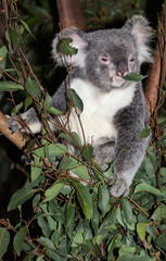 cute koala